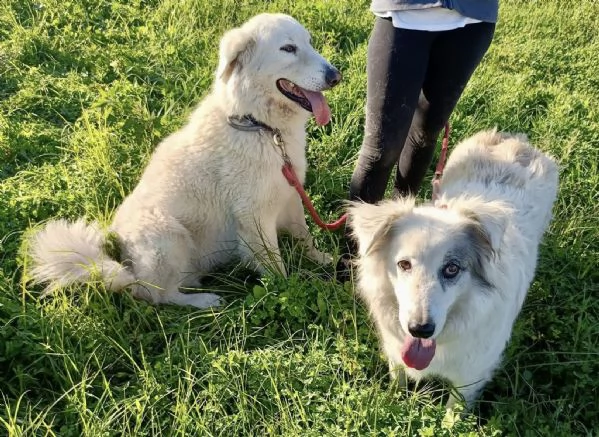 Titty e tony due splendidi angeli reclusi in box 