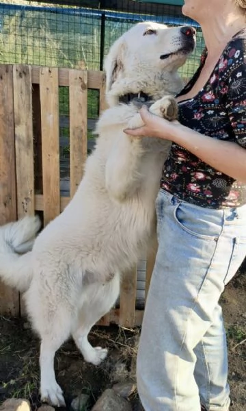 Titty e tony due splendidi angeli reclusi in box  | Foto 1