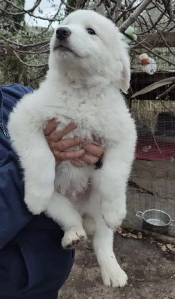 Orfeo dolcissimo cucciolo 2 mesi taglia grande | Foto 4