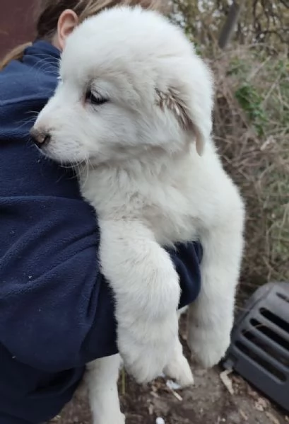 Orfeo dolcissimo cucciolo 2 mesi taglia grande | Foto 3