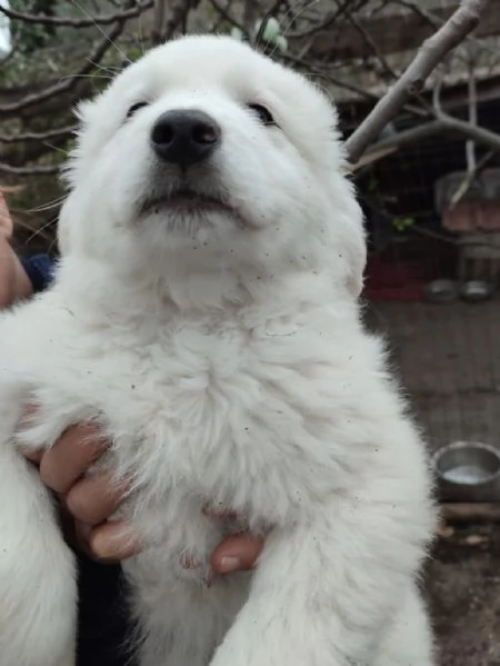 Orfeo dolcissimo cucciolo 2 mesi taglia grande | Foto 2