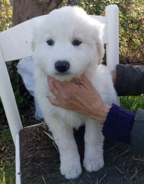 Orfeo dolcissimo cucciolo 2 mesi taglia grande | Foto 1