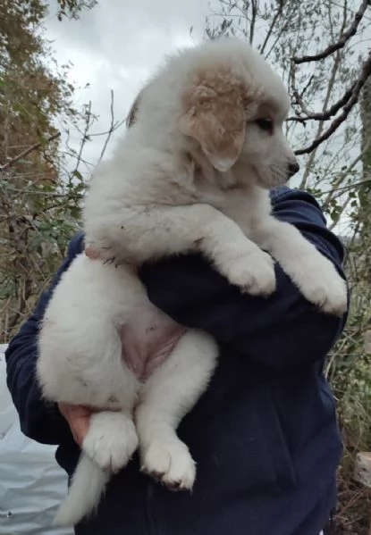 Eros dolce cucciolo 2 mesi taglia grande | Foto 3