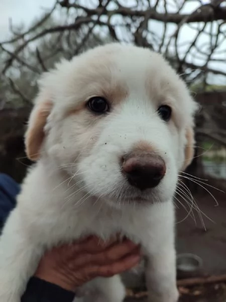 Eros dolce cucciolo 2 mesi taglia grande | Foto 2