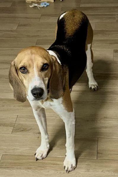 Luna dolcissima simil beagle 4 anni taglia media  | Foto 4