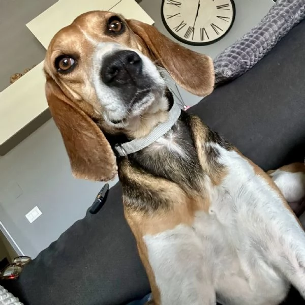 Luna dolcissima simil beagle 4 anni taglia media 