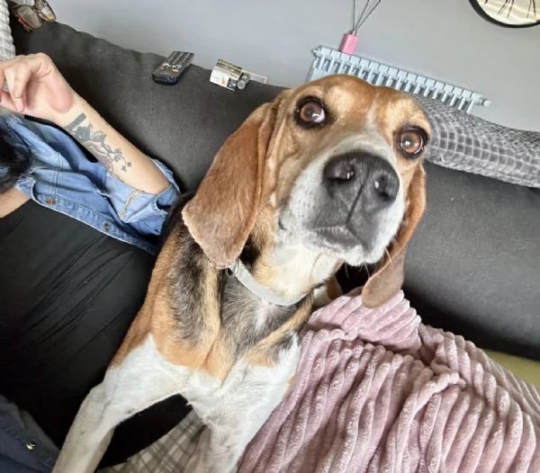 Luna dolcissima simil beagle 4 anni taglia media  | Foto 2