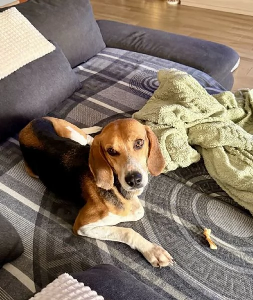Luna dolcissima simil beagle 4 anni taglia media  | Foto 1