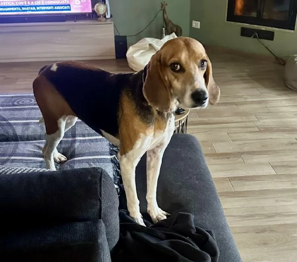 Luna dolcissima simil beagle 4 anni taglia media  | Foto 0