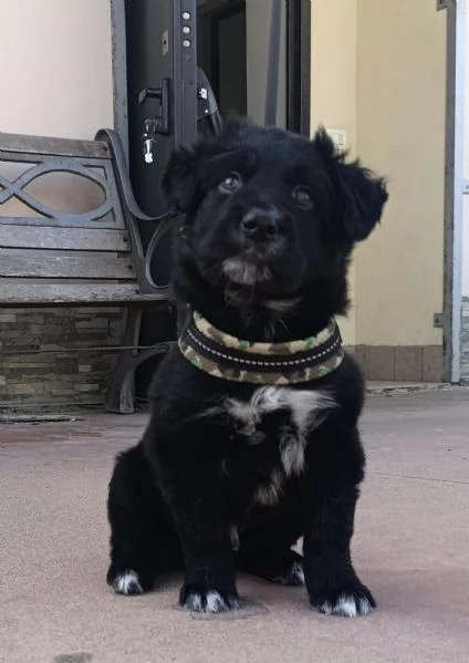 Blu dolcissimo cucciolo nero 2 mesi taglia medio grande  | Foto 3