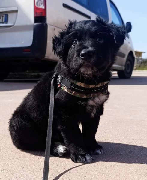 Blu dolcissimo cucciolo nero 2 mesi taglia medio grande  | Foto 2