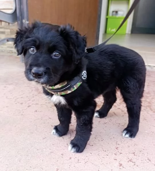 Blu dolcissimo cucciolo nero 2 mesi taglia medio grande  | Foto 1