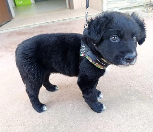 Blu dolcissimo cucciolo nero 2 mesi taglia medio grande  | Foto 0