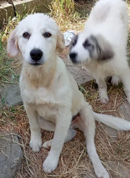 Dante dolce cucciolo 5 mesi taglia grande  | Foto 6