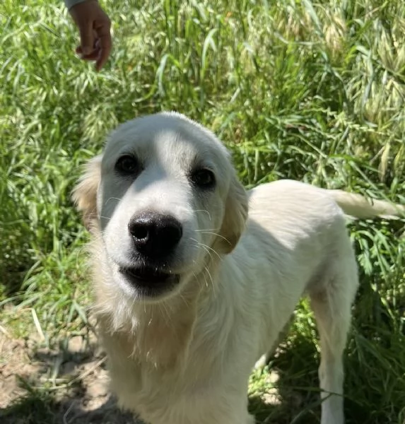 Dante dolce cucciolo 5 mesi taglia grande  | Foto 5