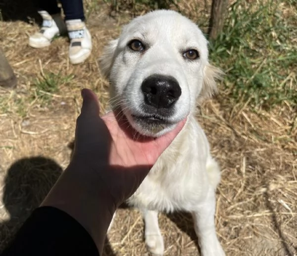 Dante dolce cucciolo 5 mesi taglia grande  | Foto 4