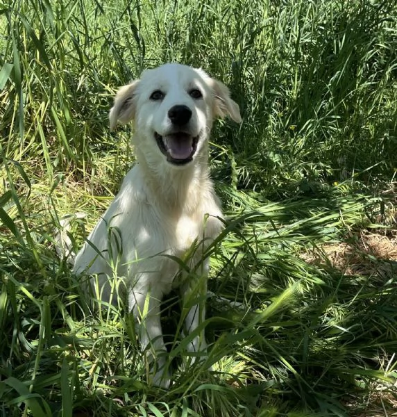 Dante dolce cucciolo 5 mesi taglia grande  | Foto 3