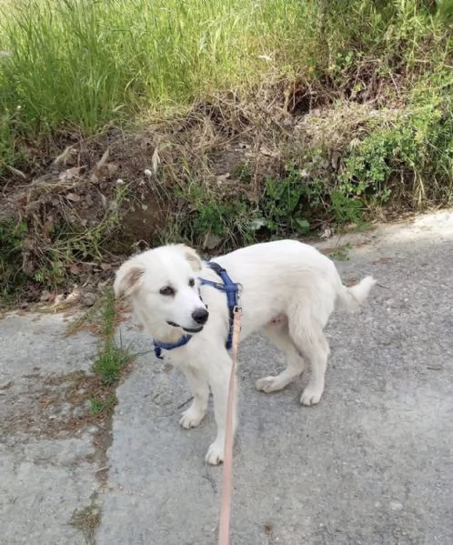 Dante dolce cucciolo 5 mesi taglia grande  | Foto 2