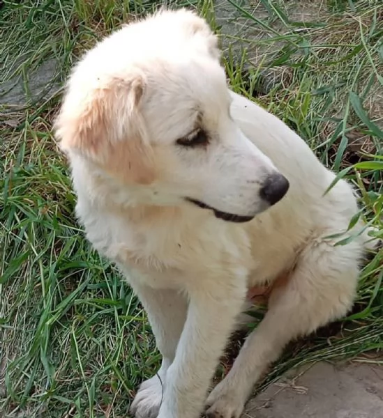 Dante dolce cucciolo 5 mesi taglia grande  | Foto 1