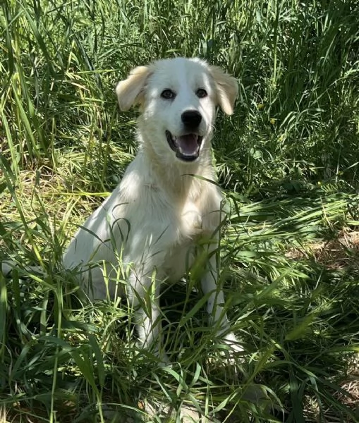 Dante dolce cucciolo 5 mesi taglia grande  | Foto 0