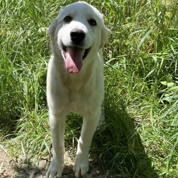 Dante dolce cucciolo 5 mesi taglia grande 