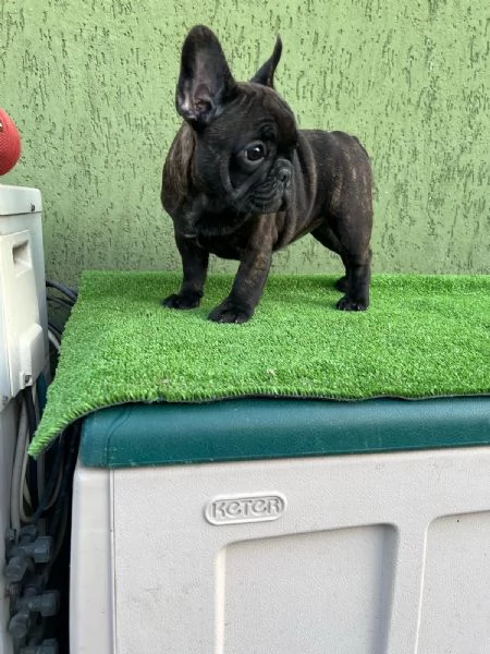 Cuccioli di Bulldog francese Bringe