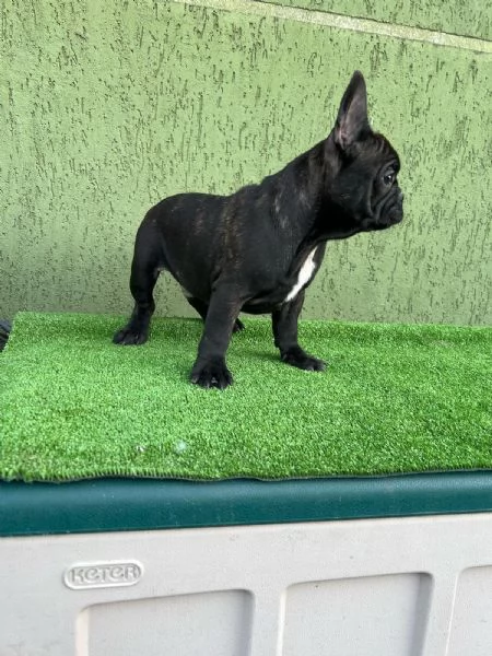 Cuccioli di Bulldog francese Bringe | Foto 5