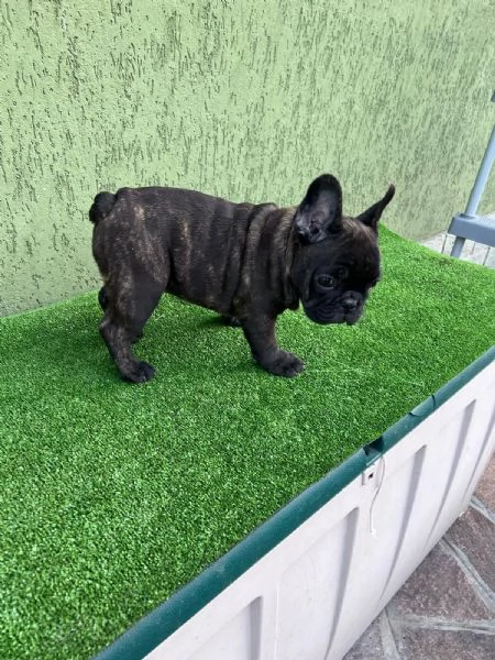 Cuccioli di Bulldog francese Bringe | Foto 4