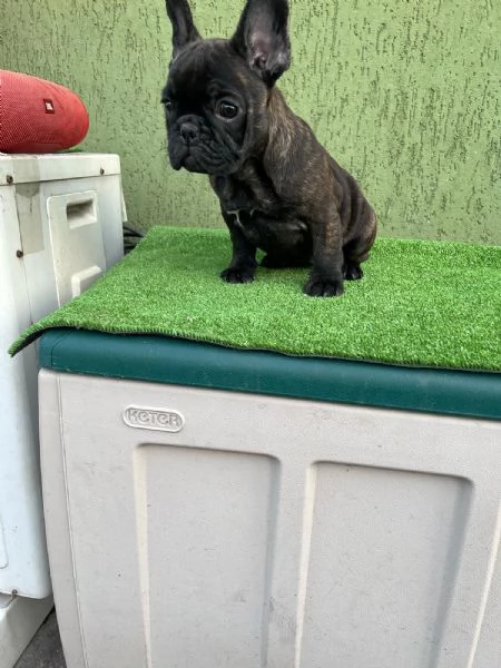 Cuccioli di Bulldog francese Bringe | Foto 3