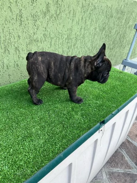 Cuccioli di Bulldog francese Bringe | Foto 2