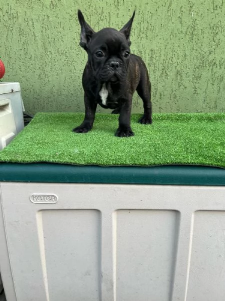 Cuccioli di Bulldog francese Bringe | Foto 1