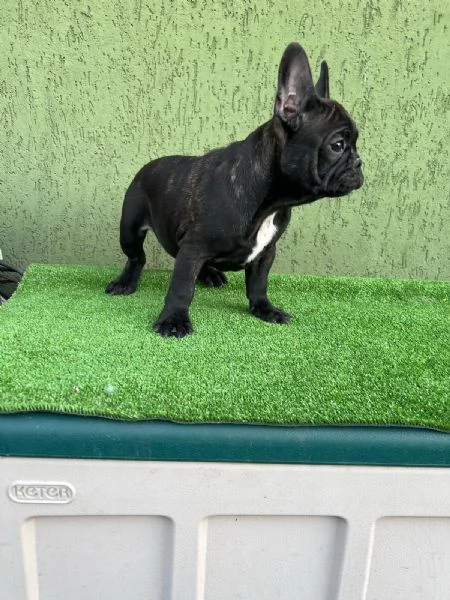 Cuccioli di Bulldog francese Bringe | Foto 0