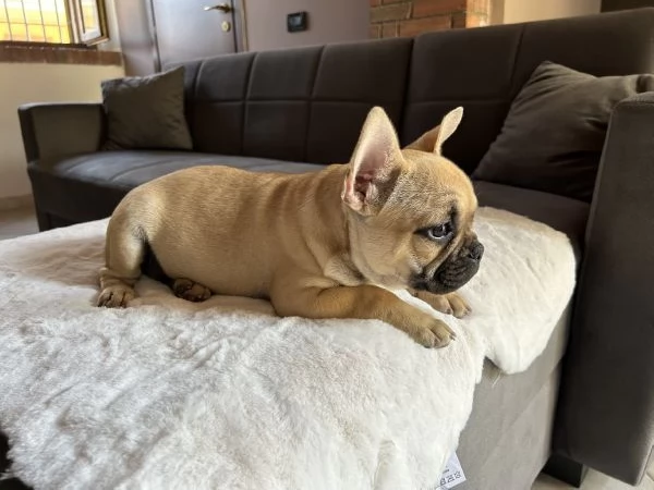 Cucciolo di Bulldog francese Fulvo 
