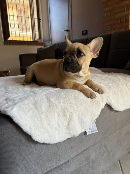 Cucciolo di Bulldog francese Fulvo  | Foto 1