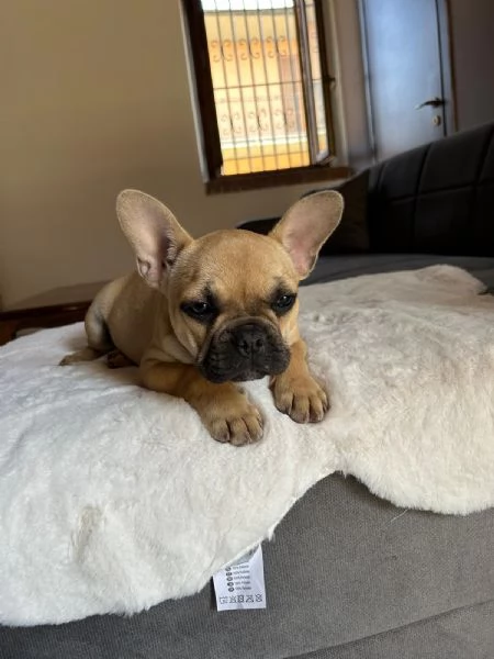 Cucciolo di Bulldog francese Fulvo  | Foto 0
