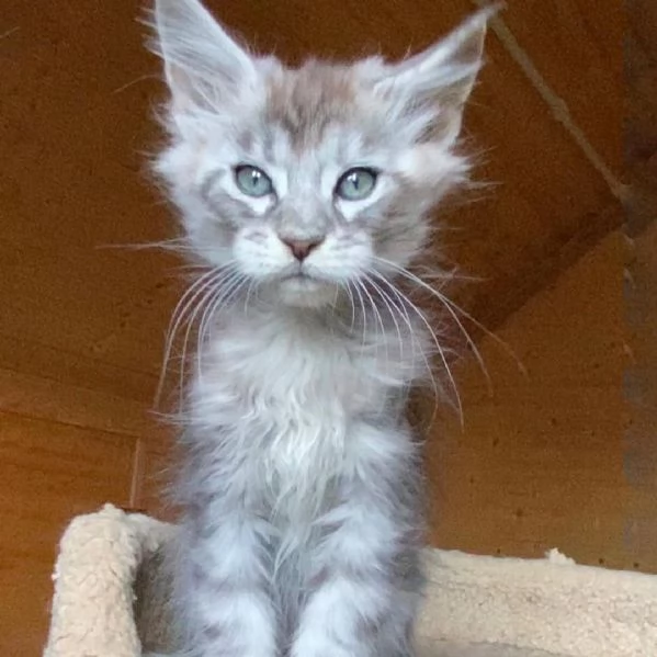 Nutrizione personalizzata per la salute di gatti e cani | Royal Canin IT