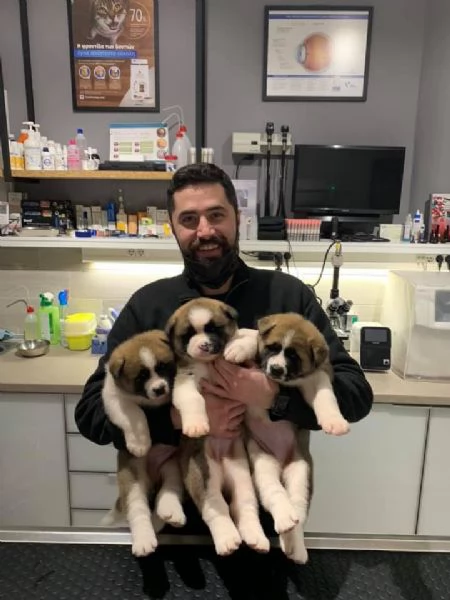 regalo cuccioli di akita inu 