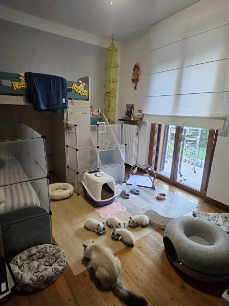 Cuccioli Sacro di Birmania disponibili  | Foto 6