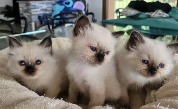 Cuccioli Sacro di Birmania disponibili 