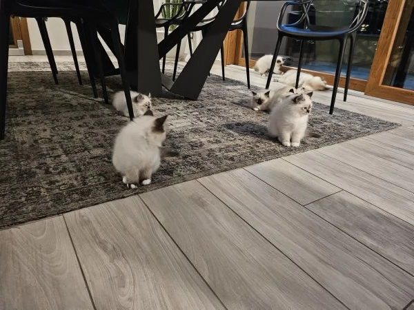 Cuccioli Sacro di Birmania disponibili  | Foto 4