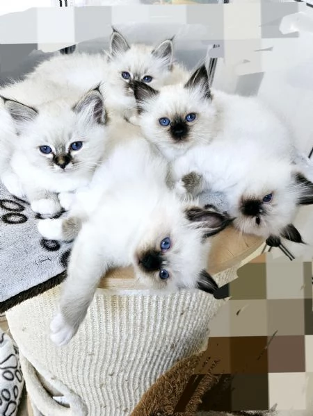 Cuccioli Sacro di Birmania disponibili 