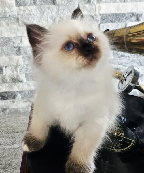 ULTIMO CUCCIOLO SACRO DI BIRMANIA  | Foto 1