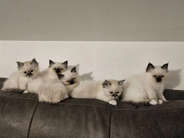 Cuccioli Sacro di Birmania disponibili  | Foto 2