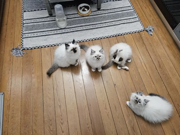 Cuccioli Sacro di Birmania disponibili  | Foto 1