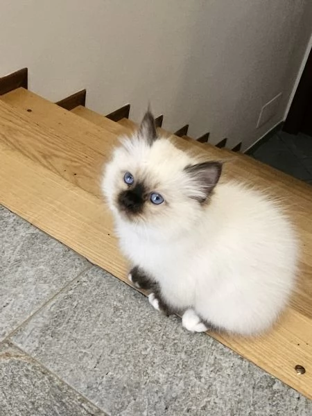 ULTIMO CUCCIOLO SACRO DI BIRMANIA 