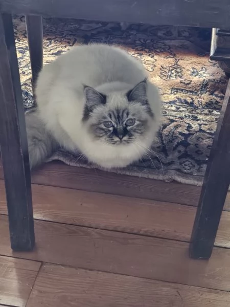 Cuccioli Sacro di Birmania disponibili  | Foto 0