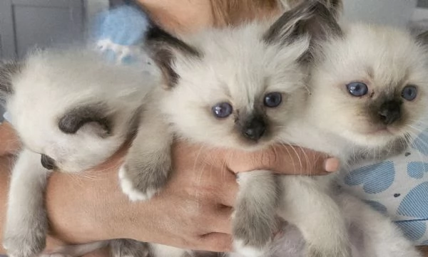 Cuccioli Sacro di Birmania disponibili  | Foto 4