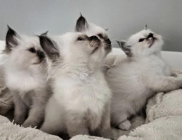 Cuccioli Sacro di Birmania disponibili  | Foto 3