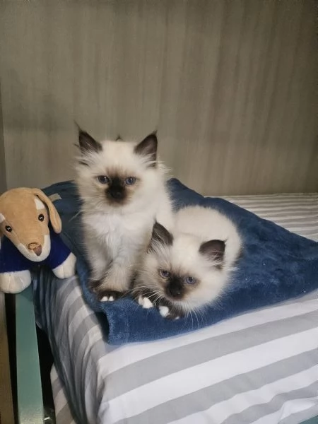 ULTIMO CUCCIOLO SACRO DI BIRMANIA  | Foto 0
