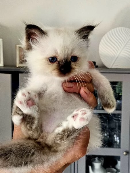 Cuccioli Sacro di Birmania disponibili  | Foto 2